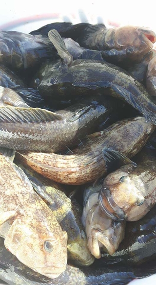 Paplūdimių grundalas