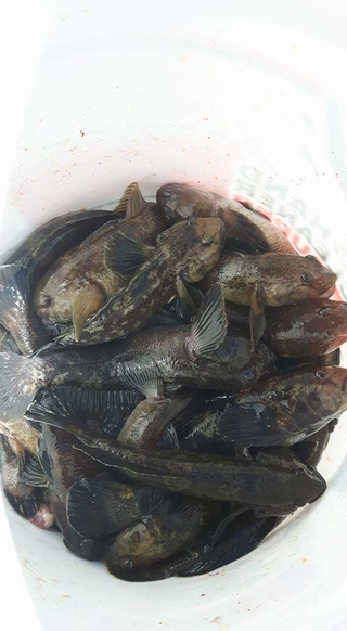 Paplūdimių grundalas