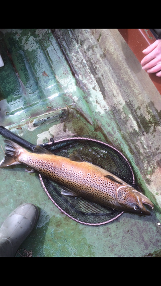 Ferox trout