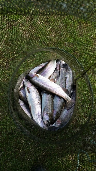 Vaivorykštinis upėtakis