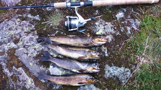 Vaivorykštinis upėtakis