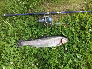 Vaivorykštinis upėtakis