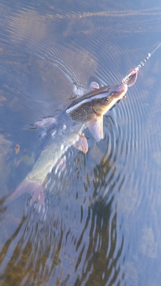 Paprastasis ūsorius