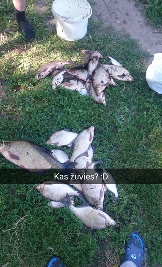 Karšis