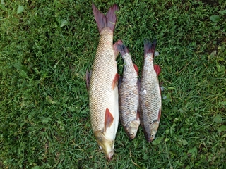 Paprastasis ūsorius