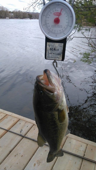 Largemouth Bass