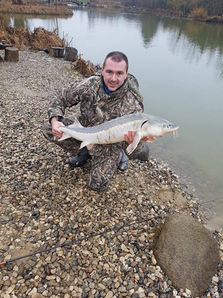 Žvaigždėtasis eršketas