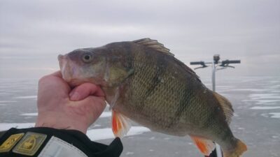 Ešerys, 0,9 kg — Kuršių