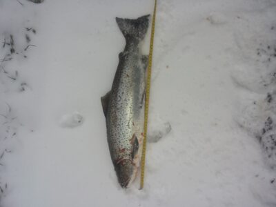 Šlakis, 2,2 kg