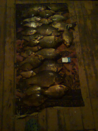 Auksinis karosas ×27