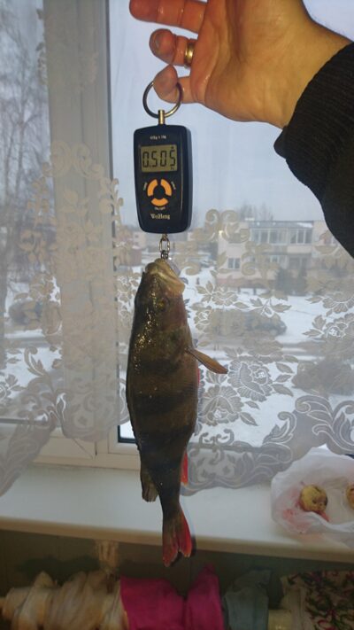Dryžuotasis ešerys, 0,5 kg