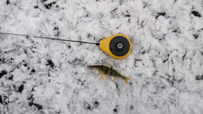 Ešerys, 0,1 kg — Vilkokšnis