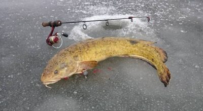 Vėgėlė, 3,4 kg — Kuršių
