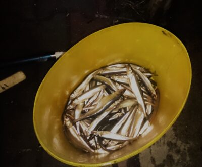 Stinta, 1,4 kg — Smeltalė