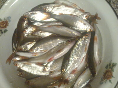 Paprastoji kuoja, 1,4 kg — Terpežys