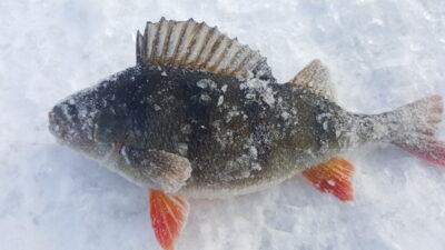 Ešerys, 0,5 kg