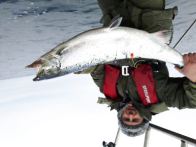 Atlantinė lašiša, 11,5 kg