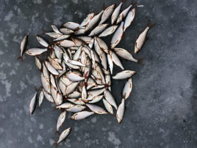 Paprastoji kuoja ×118 — Unguraitis