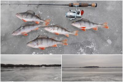 Ešerys ×5 — Kauno marių