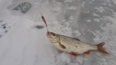 Paprastoji kuoja, 0,5 kg — Elektrėnų marių