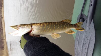 Lydeka, 0,6 kg — Danė