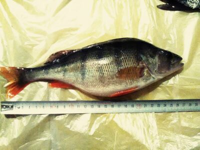 Ešerys, 0,3 kg — Nestrėvantys