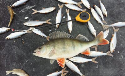 Ešerys, 0,7 kg — Siesikų