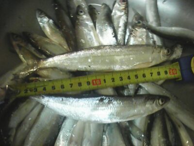 Seliava ×50