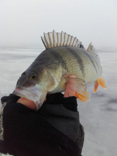 Ešerys, 0,4 kg — Lūkstas
