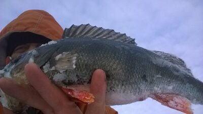 Ešerys, 0,4 kg — Lėnas