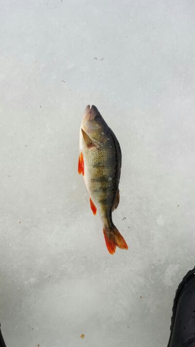 Ešerys, 0,4 kg — Sartai