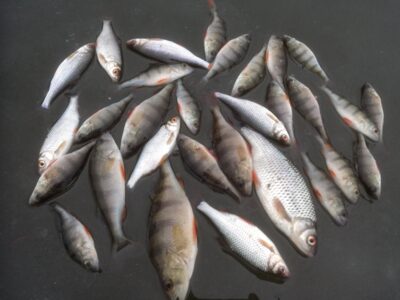 Ešerys ×30 — Ėriškių