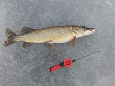 Lydeka, 1,9 kg