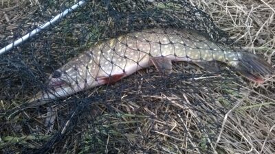 Lydeka, 1,6 kg — Minija