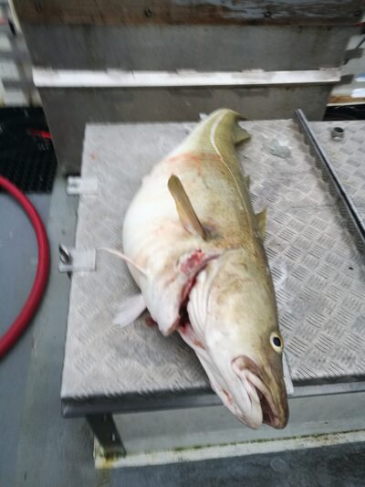Menkė, 29,0 kg