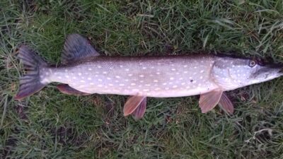 Lydeka, 2,7 kg