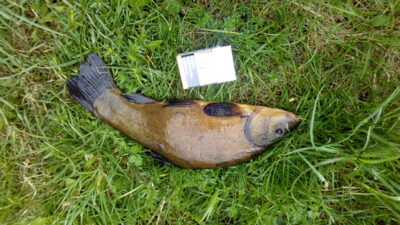 Lynas, 1,0 kg — Eišiškių HE