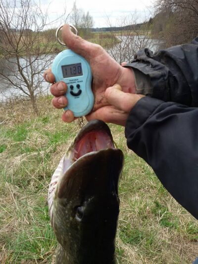 Lydeka, 11,3 kg