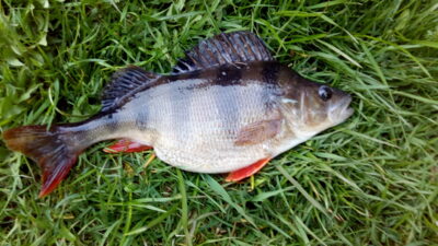 Ešerys, 0,7 kg — Eišiškių HE