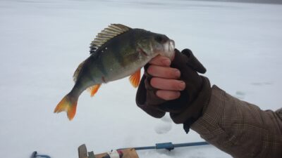 Ešerys, 0,3 kg — Avilys
