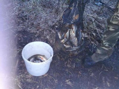Paprastoji kuoja, 1,2 kg