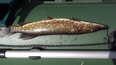 Lydeka, 0,8 kg — Kiaunas
