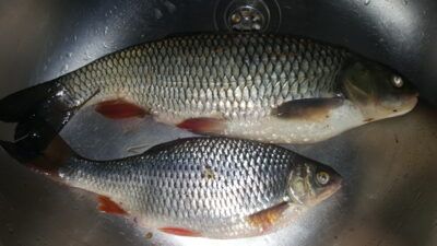 šapalas, 0,8 kg