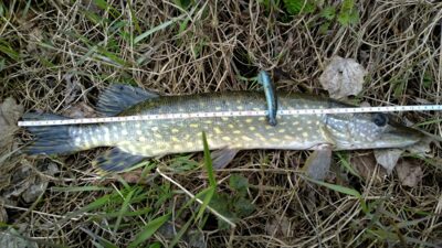 Lydeka, 0,8 kg — Šventoji