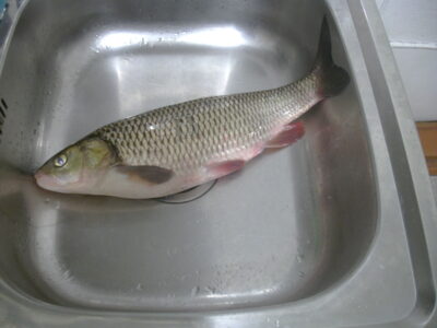 šapalas, 1,2 kg — Dubysa