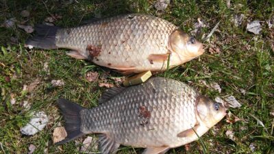 Sidabrinis karosas, 2,1 kg