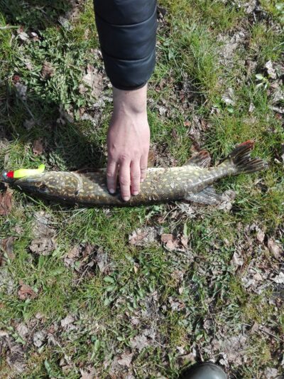 Lydeka, 1,1 kg