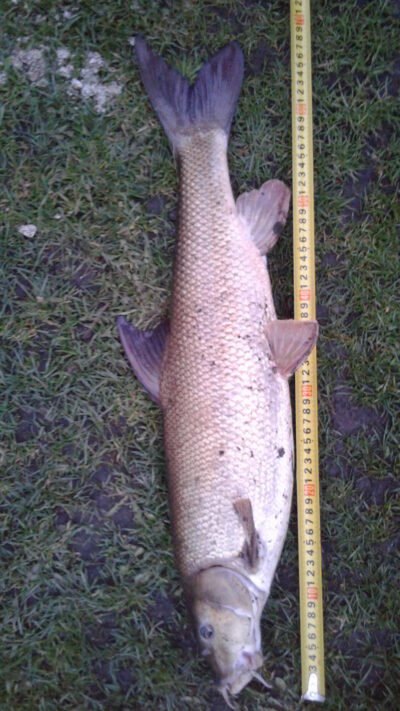 Paprastasis ūsorius, 3,0 kg — Šešupė