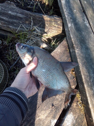 Karšis, 0,4 kg — Paršežeris
