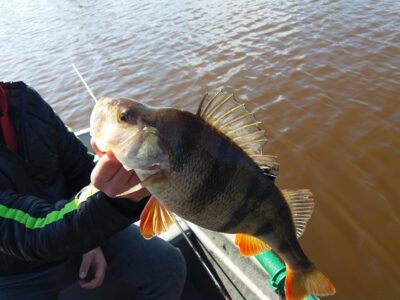 Ešerys, 1,0 kg — Girdžių